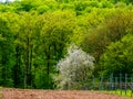 Spring forest with a single white blossoming tree and fields in the foreground Royalty Free Stock Photo