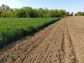 Plowed field with fertile land. Cornfield with wheat. Agricultural work on the ground. Rural landscape. Serbia Royalty Free Stock Photo