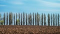 A plowed field on a hillside on the background of a row of poplars Royalty Free Stock Photo