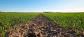 Plowed field. Spring field against the blue sky. Shoots of cereals. Royalty Free Stock Photo