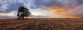 Plowed field Panorama with tree at sunset