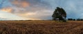 Plowed field Panorama with tree at sunset Royalty Free Stock Photo