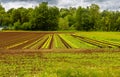 Plowed field. A small farm. Cereal cultivation Royalty Free Stock Photo