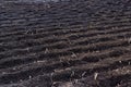 Plowed field in the spring. Agriculture, soil before sowing. Fertile land texture, rural field landscape