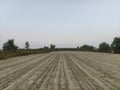 Plowed field with symmetrical rows, a moody sky, and distant trees captured in soft, diffused light Royalty Free Stock Photo