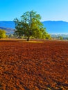 Plowed field and a tree in autumn season in the morning Royalty Free Stock Photo