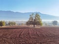 Plowed field and a tree in autumn season in the morning Royalty Free Stock Photo