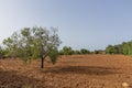 Plowed field with trees in rural landscape in Mallorca Royalty Free Stock Photo