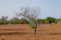 Plowed field with trees in rural landscape in Mallorca Royalty Free Stock Photo