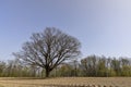 a plowed field on which a lone oak tree grows Royalty Free Stock Photo