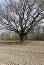 a plowed field on which a lone oak tree grows Royalty Free Stock Photo