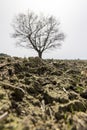 a plowed field on which a lone oak tree grows Royalty Free Stock Photo