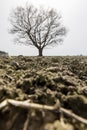 a plowed field on which a lone oak tree grows Royalty Free Stock Photo