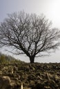 a plowed field on which a lone oak tree grows Royalty Free Stock Photo