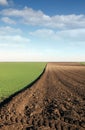 Plowed field and young green wheat autumn landscape Royalty Free Stock Photo