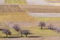 Plowed fields and trees among them, top view. Royalty Free Stock Photo