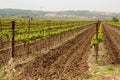 Plowed furrows in Hanadiv valley, Israel Royalty Free Stock Photo