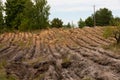 Plowed grass as a means of fighting forest fires Royalty Free Stock Photo