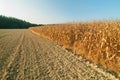 Plowed land and corn field Royalty Free Stock Photo