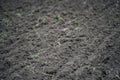 Plowed, planted and hilling rows black-earth field. Ground texture. Agriculture background.