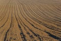 Plowed, Planted And Hilling Rows Black-earth Field. Ground Texture