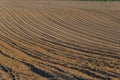 Plowed, Planted And Hilling Rows Black-earth Field. Ground Texture