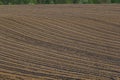 Plowed, Planted And Hilling Rows Black-earth Field. Ground Texture