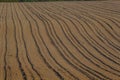 Plowed, Planted And Hilling Rows Black-earth Field. Ground Texture