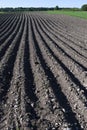 Plowed potato field