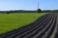 Plowed potato field and green grass