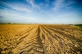 Plowed potato field after harvest