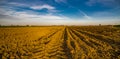 Plowed potato field after harvest