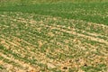 Plowed spring field with sprouted green wheat. Agroindustrial economy. Agricultural sector of the economy. Strategic natural resou