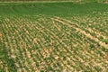 Plowed spring field with sprouted green wheat. Agroindustrial economy. Agricultural sector of the economy. Strategic natural resou