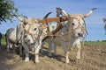 Plowing with bullocks Royalty Free Stock Photo