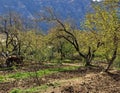 Plowing garden with large trees. Springtime plowing the field. in the distance, the farmer and the horse plow the farmers field