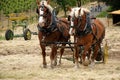 Plowing horses