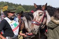 Plowing horses on field on ploughing championship