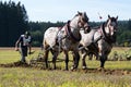 Plowing horses on field on ploughing championship