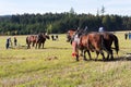 Plowing horses on field on ploughing championship