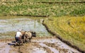 Plowing with oxen