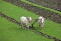 Plowing rice field