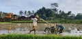 Plowing rice field by Balinese Farmer