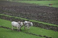 Plowing rice field