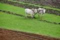 Plowing rice field