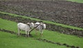 Plowing rice field