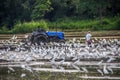 Plowing rice fields attracts huge number of herons