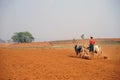 Plowman with oxen on the field