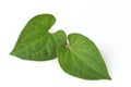 Plu Kaow red (thai name) (Houttuynia cordata Thunb.) Anti-cancer herbs.