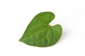 Plu Kaow red (thai name) (Houttuynia cordata Thunb. ) Anti-cancer herbs.